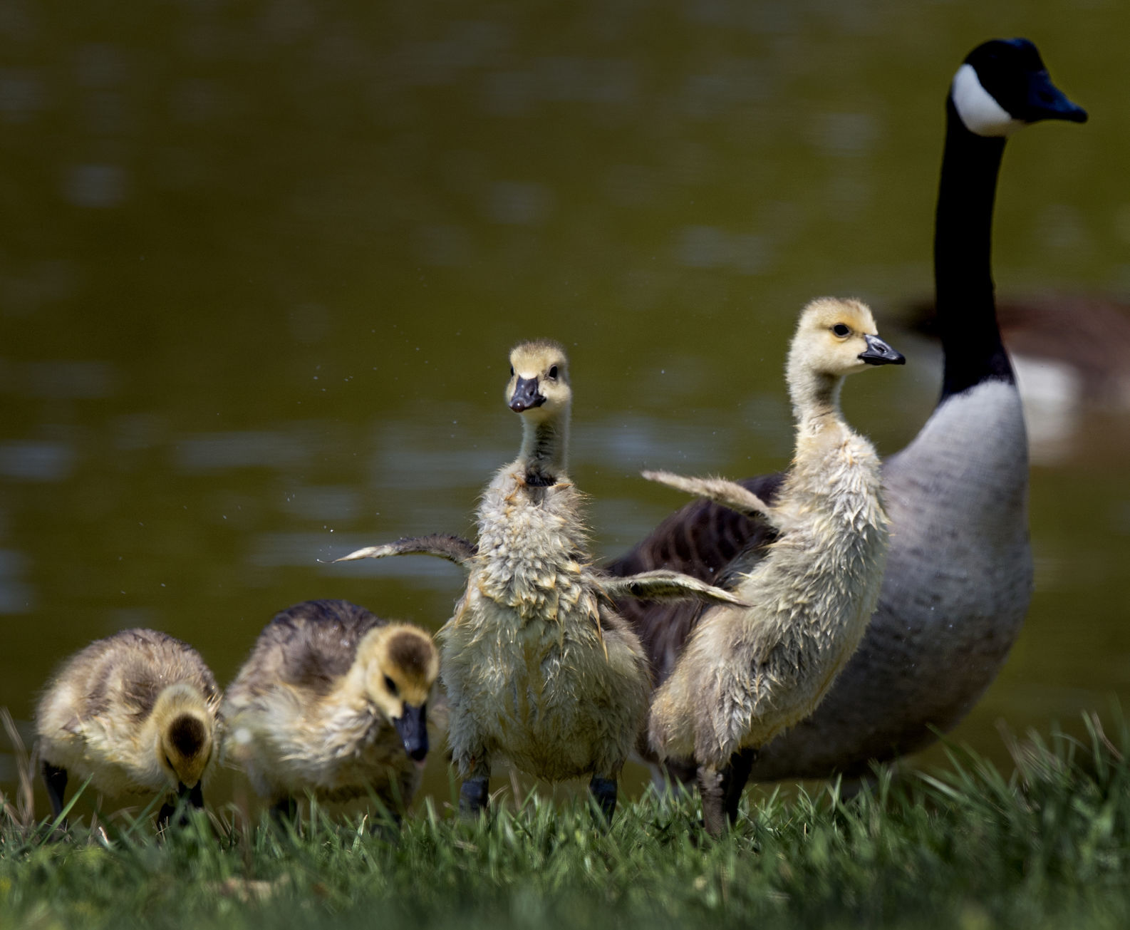 Geese